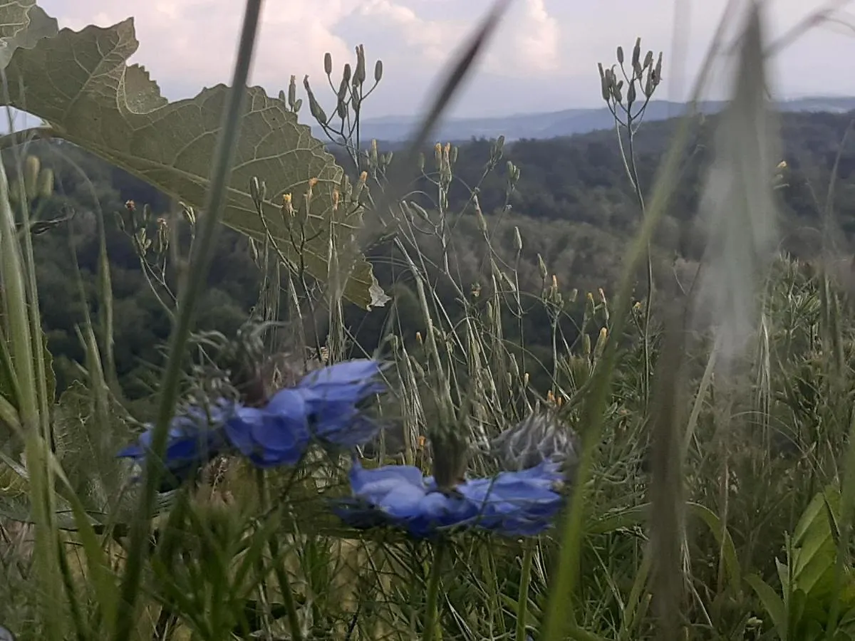 Bnb Ferme Beauregard Les Pyrenees Artigat