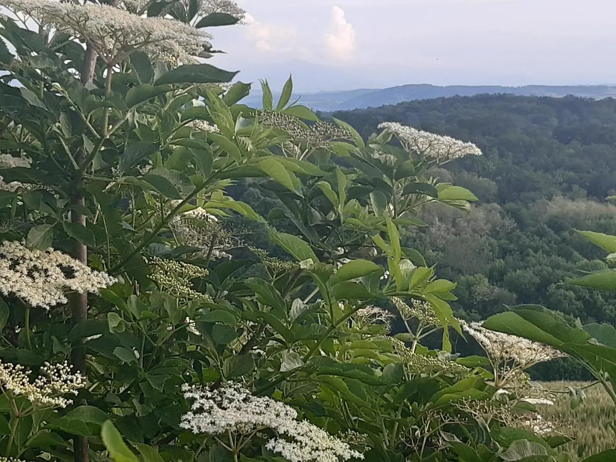 Bnb Ferme Beauregard Les Pyrenees Artigat