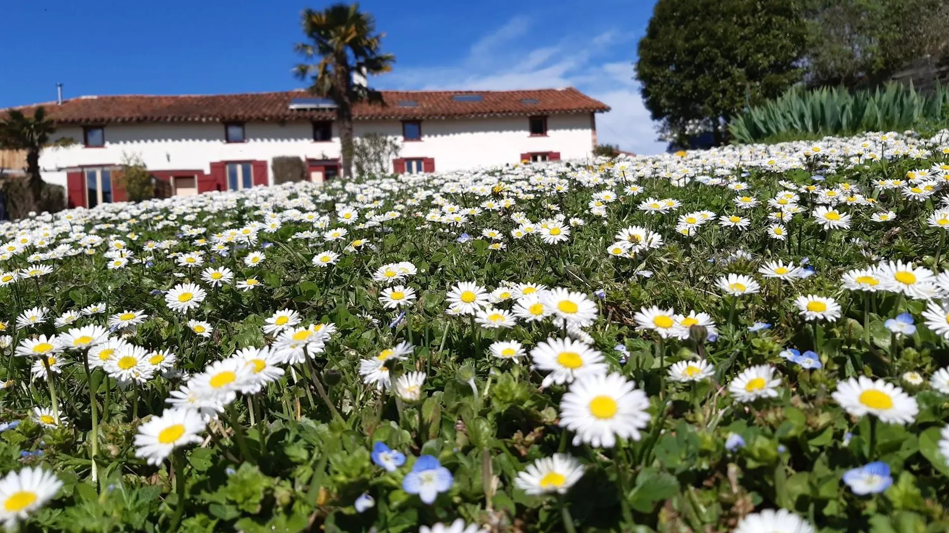 Bnb Ferme Beauregard Les Pyrenees Artigat França